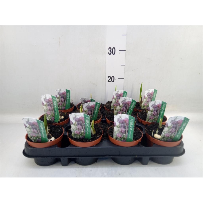 <h4>Fritillaria meleagris</h4>