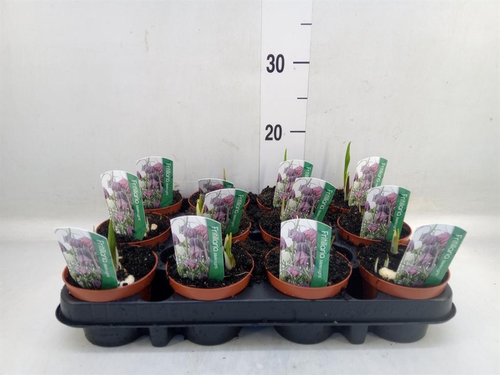 Fritillaria meleagris