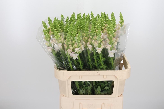 <h4>Antir Costa Silver</h4>