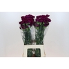 Dianthus St Yukari Violet