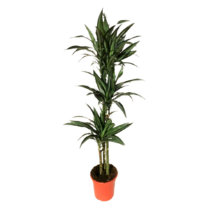 Dracaena overig