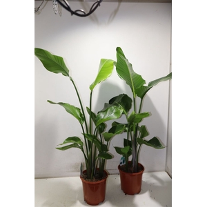 arr8 Strelitzia Nicolai