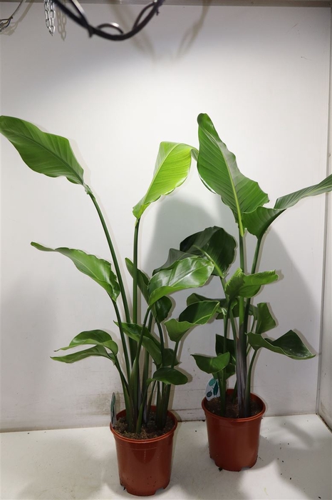 <h4>arr8 Strelitzia Nicolai</h4>