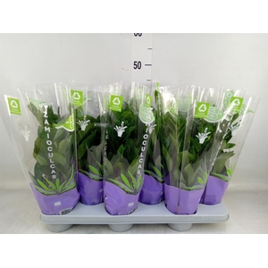 Zamioculcas zamiifolia