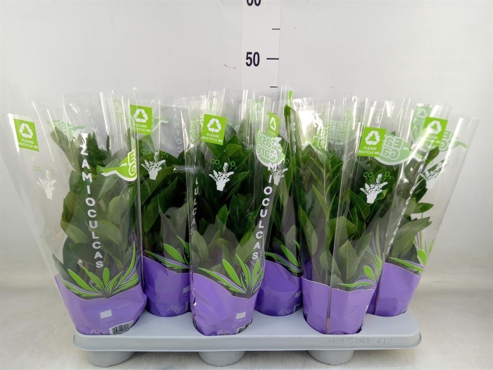 <h4>Zamioculcas zamiifolia</h4>