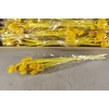 DF Dipsacus Yellow Bs 130g