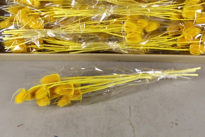 DF Dipsacus Yellow Bs 130g