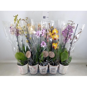 Phalaenopsis   ...mix