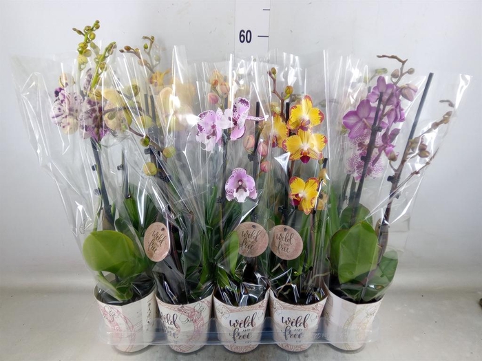 <h4>Phalaenopsis ...mix</h4>
