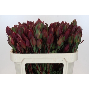 Leucadendron Senorita Spray