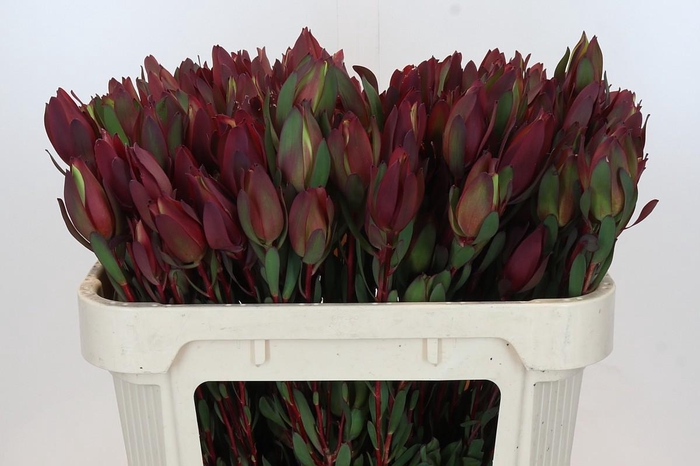 <h4>Leucadendron Senorita Spray</h4>