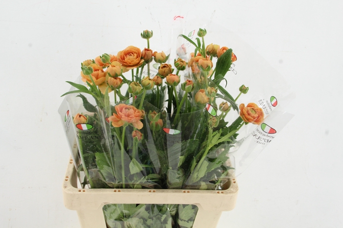 <h4>RAN MODERNA MIELE</h4>