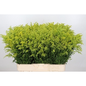 Solidago Tara Gold