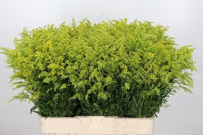 <h4>Solidago Tara Gold</h4>