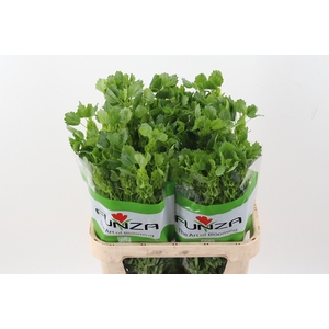 Moluccella 80cm Fu