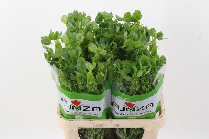 <h4>Moluccella 80cm Fu</h4>