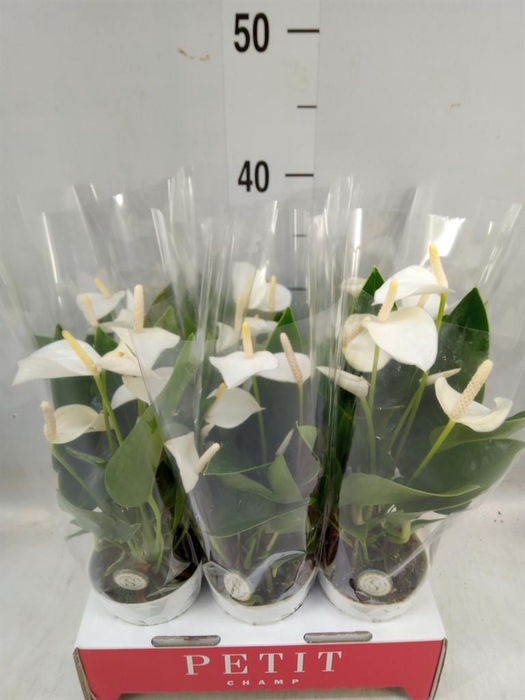 <h4>Anthurium andr. 'White Champion'</h4>