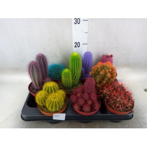 Cactus   ...