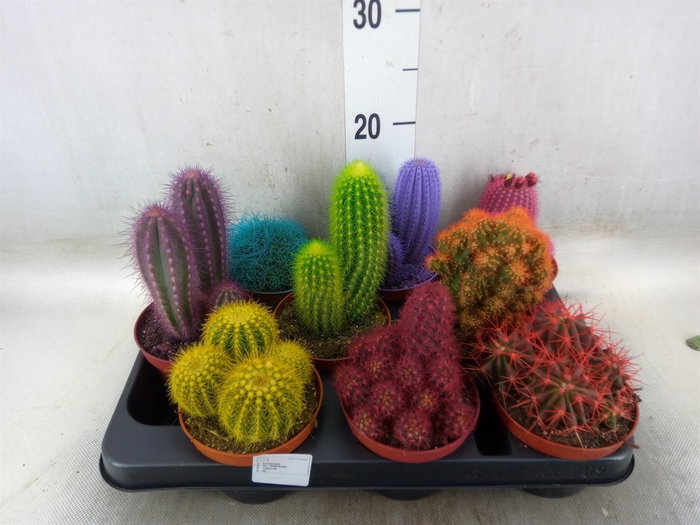 <h4>Cactus   ...</h4>