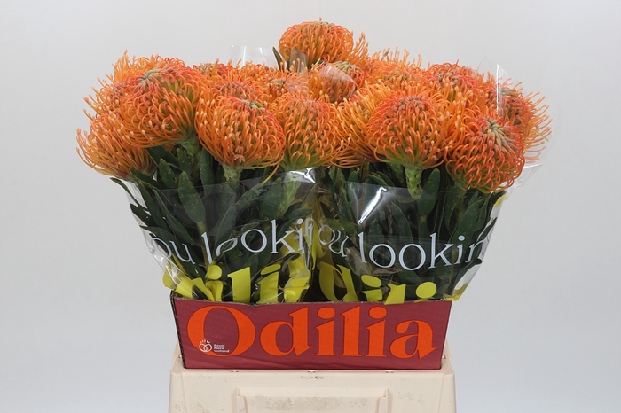 <h4>Nutans Ayoba Peach</h4>