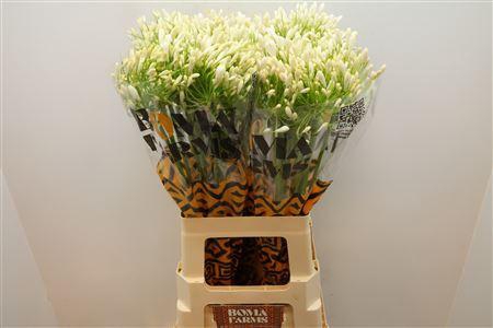 <h4>Agap White Heaven</h4>