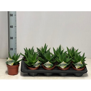 ALOE PERFOLIATA