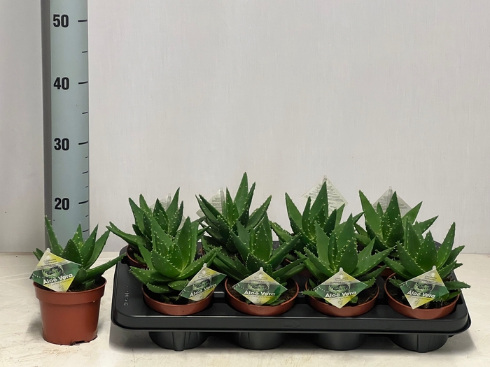 <h4>ALOE PERFOLIATA</h4>
