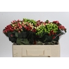 Hypericum Rainbow Romance