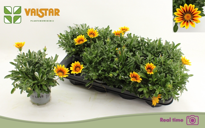 <h4>GAZ R MAGIC</h4>