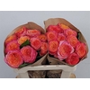 Rosa Garden Campari