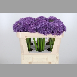 Allium Globemaster