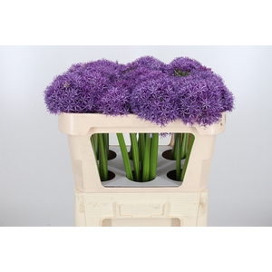 Allium Globemaster