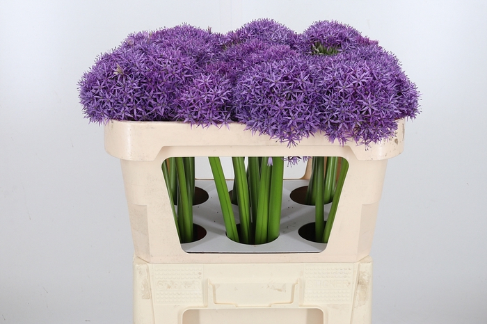 <h4>Allium Globemaster</h4>