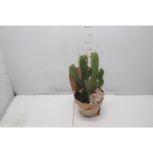 CACTUS EUPHORBIA MANDACARU P19