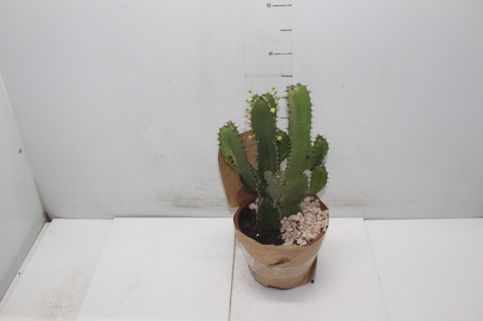 <h4>CACTUS EUPHORBIA MANDACARU P19</h4>