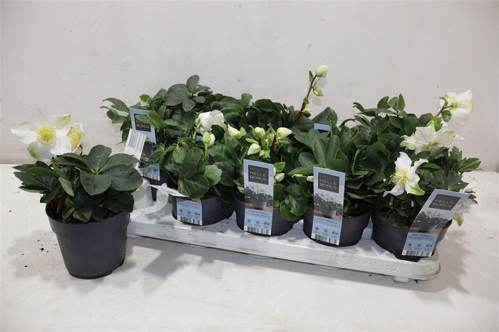 <h4>Hell Ni Chr Carol</h4>