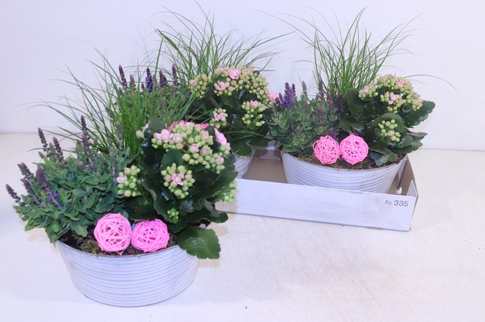 <h4>ARR TUINPLANTEN</h4>
