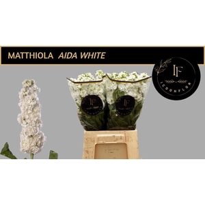 MATTH AIDA WHITE