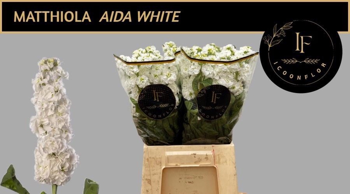<h4>MATTH AIDA WHITE</h4>