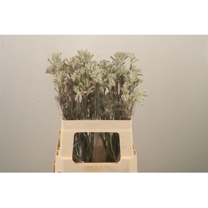 Anigozanthos Bush Diamond Grey