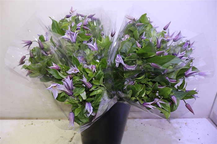 <h4>Clem Star River X5</h4>