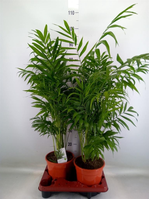 <h4>Chamaedorea elegans</h4>