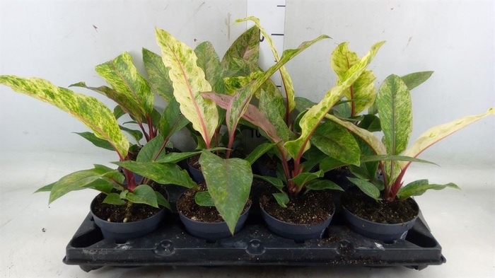 <h4>Anthurium   ...</h4>