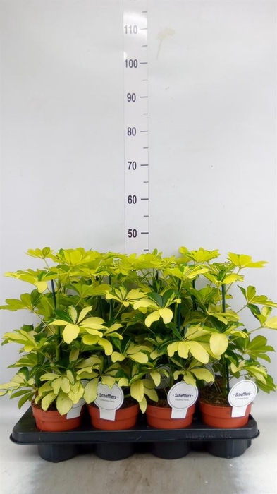 <h4>Schefflera arbor. 'Melanie'</h4>