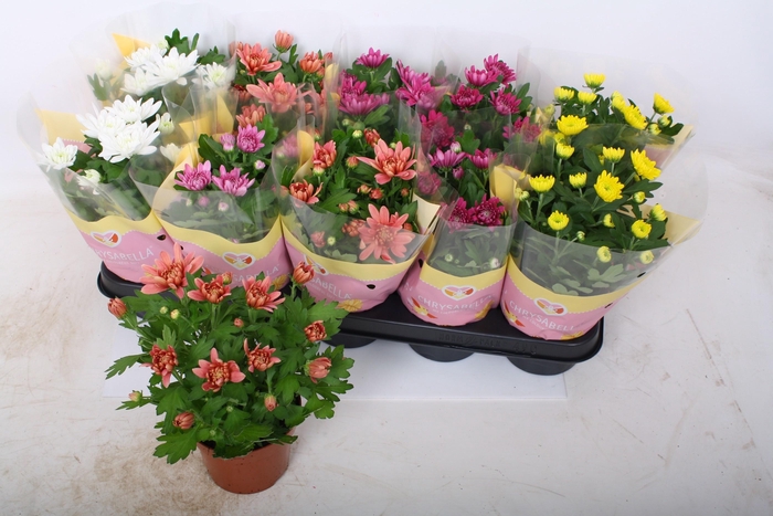 <h4>CHRYS GEVULDBL GEM</h4>