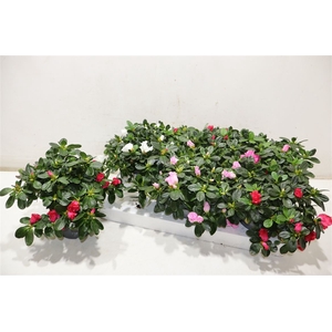 Rhodo Si Vogel Gem