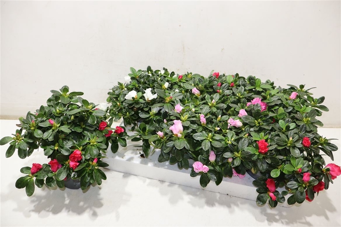 <h4>Rhodo Si Vogel Gem</h4>