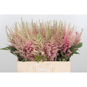 Astilbe Erika Roze