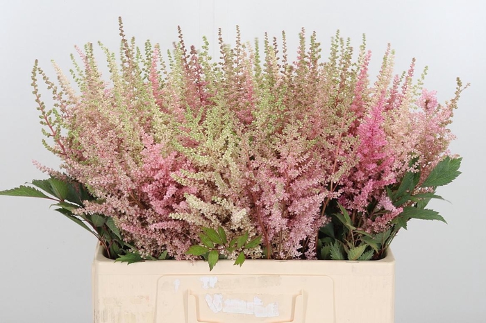 <h4>Astilbe Erika Roze</h4>