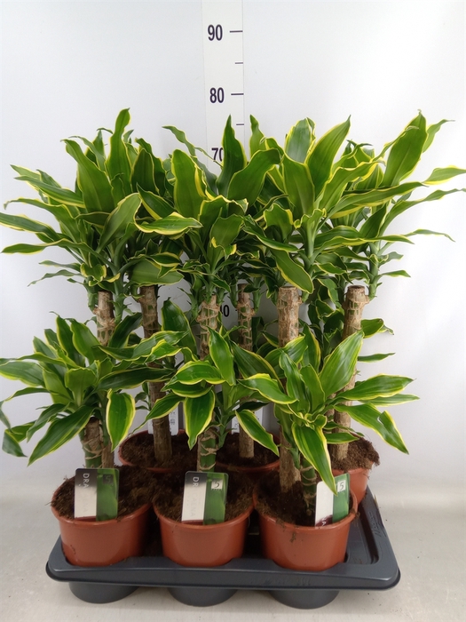 <h4>Dracaena frag. 'Golden Coast'</h4>